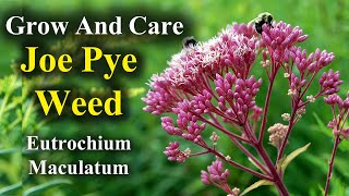 How to Grow and Care for Joe Pye Weed  eutrochium maculatum [upl. by Sirehc]