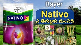 Nativo fungicide full review in telugu  Bayer nativo pricedose agrimentor [upl. by Leeland]