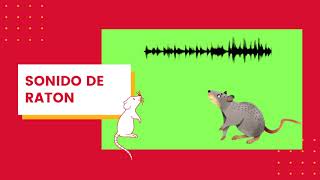 🎶Sonido de ratón Ideal para atraer gatos  2024 [upl. by Carlota]