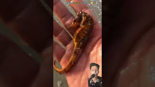 KUDA LAUT TERDAMPAR SEDIH animals seaanimals beach sealife seahorse octopus fishing [upl. by Ahsimet750]