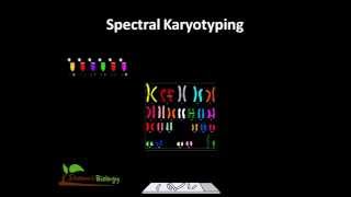 Spectral karyotyping [upl. by Ettesil]