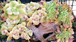 How I propagated and grow a lot of crested succulents [upl. by Adiell569]