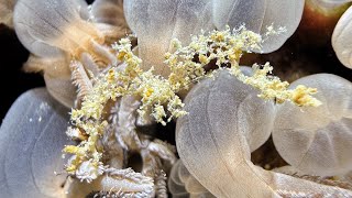 Sea spider in Romblon  Philippines July 2024 [upl. by Atinreb]