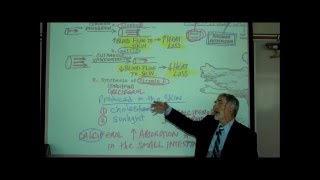 ANATOMY THE INTEGUMENT Part 1 by Professor Fink [upl. by Publia]