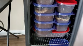 Hognose Snake Brumation Update [upl. by Anhej823]