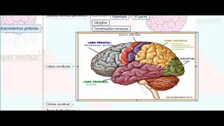 Vias Aferentes e Eferentes do Sistema Nervoso  Parte 01  NeuroLogia em Mapas Mentais [upl. by Verada102]