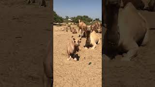 Camels Resting in desert 🏝️ 🐪🐫 ytshorts camels shorts [upl. by Giverin]