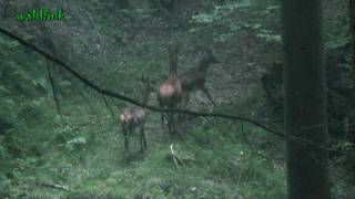 Rotwild im Odenwald 29092009 [upl. by Wendell465]