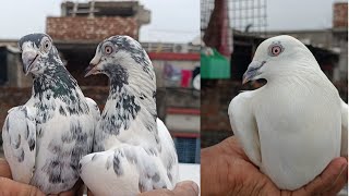 COMPLETELY NEW ANDHRA AND MADRASI PIGEON LOFT VISIT NEAR AIRPORT [upl. by Tayib]