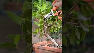 Pruning a Ficus Microcarpa Bonsai [upl. by Niro]