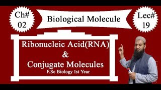 Biology Ch02Lecture19 Ribonucleic acid amp conjugated molecules FSc 1st Year [upl. by Ellehsem]