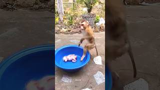 Monkey baby ko kiya kardia 😱 monkey shorts youtubeshorts eno viralvideo [upl. by Eivad857]