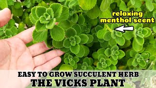 MINI VLOG 1 THE VICKS PLANT PLECTRANTHUS TOMENTOSA with a relaxing Menthol Scent [upl. by Grory40]