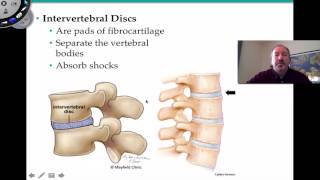 Anatomy Thorax Overview  Ribs Sternal angle Pleura and Pneumothorax [upl. by Any790]