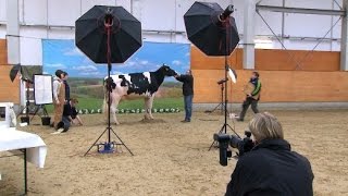 Die Milch machts Hochleistungskühe als Exportschlager  SPIEGEL TV [upl. by Crenshaw]