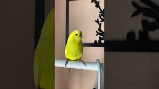 Singing Budgie Happy Song Most Beautiful Budgie Songs Ever Parakeets Chirping Sounds [upl. by Rosol369]