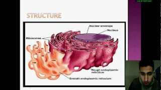 Biologie Cellulaire le réticulum endoplasmique [upl. by Eima]