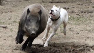 The Powerful Hunting Dog  Dogo Argentino [upl. by Ahsilla719]