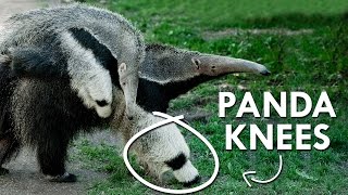 Giant Anteaters have Panda Knees [upl. by Varney593]