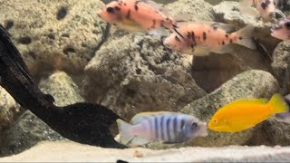 Maylandia Lombardoi Takes On Electric Yellow  Fish Tank Wars African Cichlids [upl. by Remde]