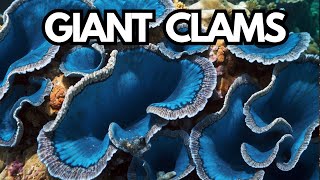 Giant Clams The Oceans Colorful Giant [upl. by Azilef305]