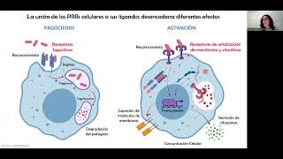 Inmunología I  3 Clase Respuesta Inmune Innata II [upl. by Enomsed]