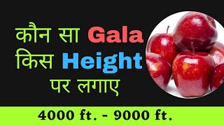 Apple Gala varieties height wise on m9 rootstock m 111 rootstock m 106 rootstock m 26 rootstock m [upl. by Lupita]