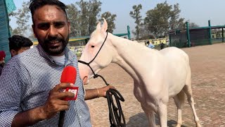 Prabsharan Ki Ravi Bacheri at Maharaja Ranjeet Singh Horse Show In Jagraon Punjab [upl. by Oneida289]