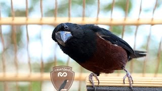 Curió Caboclinho cantando canto praia clássico  Sporophila angolensis Chestnutbellied SeedFinch [upl. by Rico]