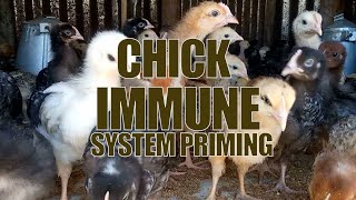 Chick Immune System Priming [upl. by Nela]