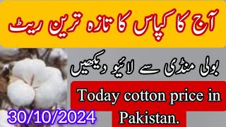 today cotton price  cotton rate todayaj kapas ka ratecotton rate today [upl. by Galven]