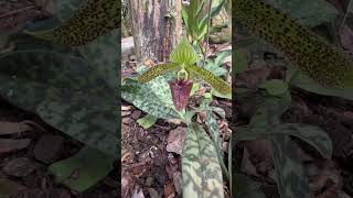 Paphiopedilum sukhakulii [upl. by Hastings]