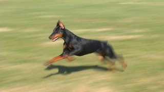 Gorgeous Doberman Female quotEviequot Obedience Protection Trained Super Dog [upl. by Us]