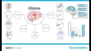 Glioma Biology and Molecular Markers [upl. by Pryor175]