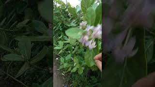 Erukku plant or Calotropis gigantea plant kannur plant [upl. by Lemrej]