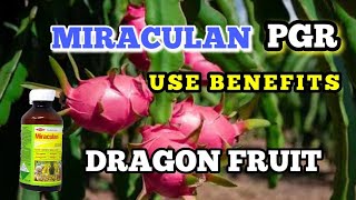 Dragon fruit plant miraculan use benefits [upl. by Robinet]