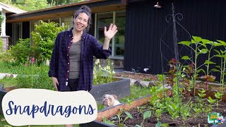 How I Grow Snapdragons as a Home Gardener in Zone 5B6A Bouquets Produced So Far This Season [upl. by Amorette]