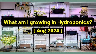 What am I growing  Aug 2024  Aerogarden iDoo LetPot Spider Farmer AHopeGarden RainPoint Mufga [upl. by Asenej]