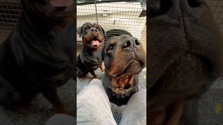 Rottweiler Bubzee Ghar Ki Protection Ke Liye Bite Kar Sakta Hai shorts dogs rottweiler trending [upl. by Rettig]