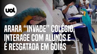 Arara ‘invade’ colégio interage com alunos e é solta na natureza em Cavalcante GO [upl. by Mukul]