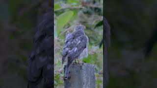 The Silent Watcher Shikra in the Wild  Birds  Wildlife  Kerala  India wildlife birds nature [upl. by Killam]