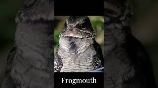 Blyths Frogmouth birds wildbirds shortvideo nature shortsfeed subscribe shorts short [upl. by Savadove]