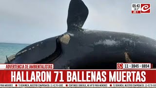 Ballenas muertas ya son 71 los ejemplares hallados sin vida en Península Valdés [upl. by Norit]