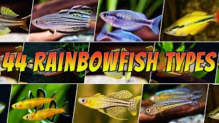 44 Best Types of Rainbowfish  Rare amp Common Pseudomugil amp Melanotaenia  More [upl. by Ahsyla]