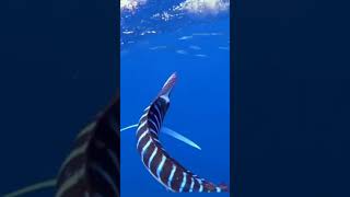 fishing status fishing fish meenavan fisherman fishinglife fishtank kadal [upl. by Nnybor]