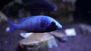 Placidochromis phenochilus Gissel juvenile 20140916 [upl. by Hsirap]