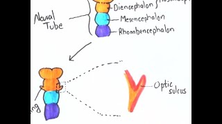 Development of EYE  Visual Learning Easy learning [upl. by Denie]