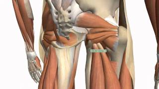 Muscles of the Thigh and Gluteal Region  Part 1  Anatomy Tutorial [upl. by Enimrac847]