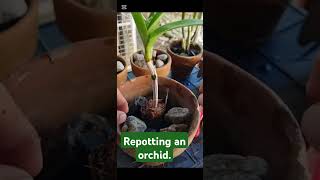 How to repot an orchid shortvideo gardening plants [upl. by Massimiliano]