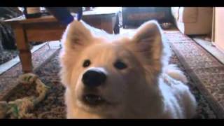 AMAZING TALKING SAMOYED [upl. by Nollaf]